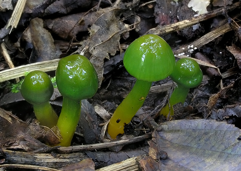 Hygrocybe psittacina